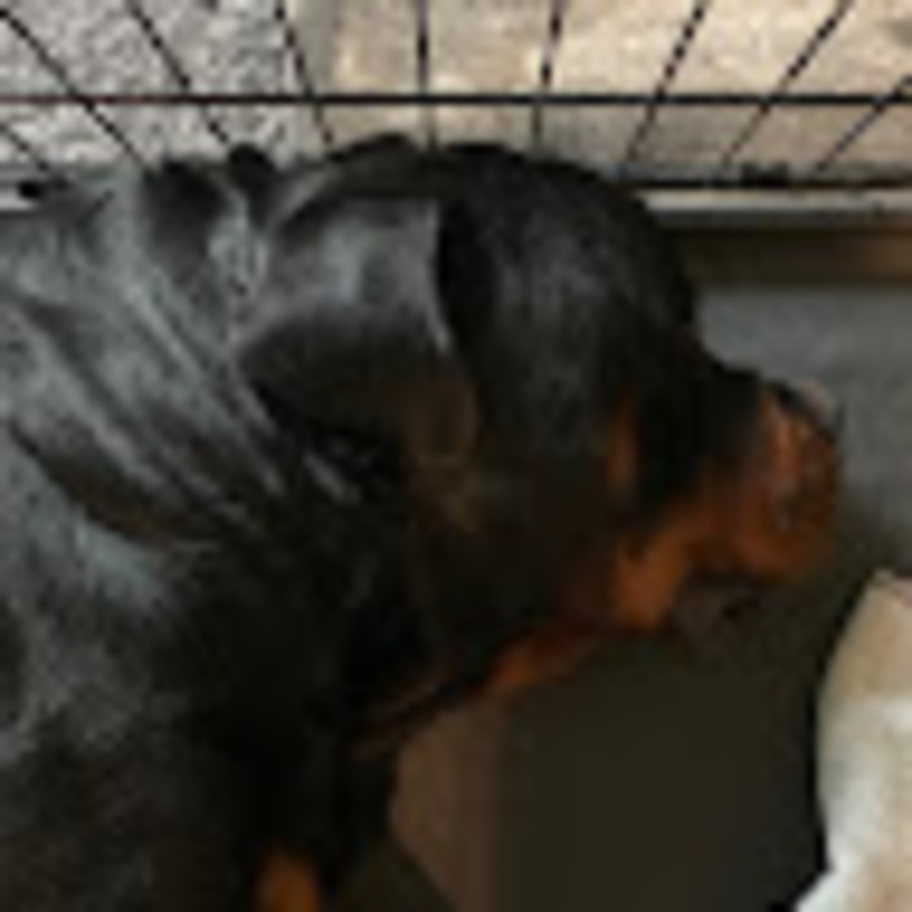 Meet your Posher, Harry